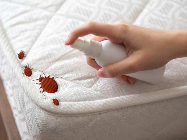 Best Wasp Removal Services  in Pierson, FL