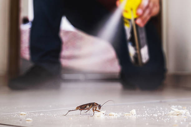 Best Termite Control Services  in Pierson, FL
